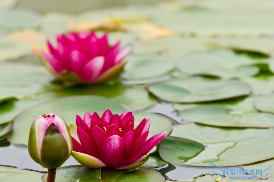 睡莲图片大全 睡莲图片欣赏及资料介绍