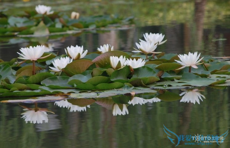 睡莲图片大全 睡莲图片欣赏及资料介绍