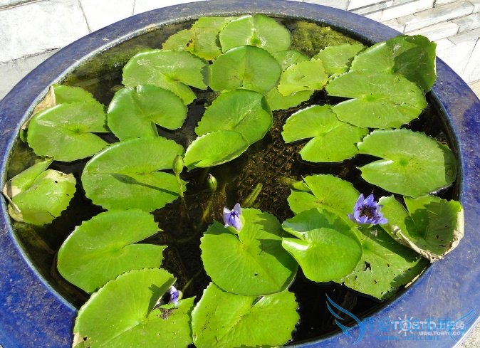 睡莲图片大全 睡莲图片欣赏及资料介绍