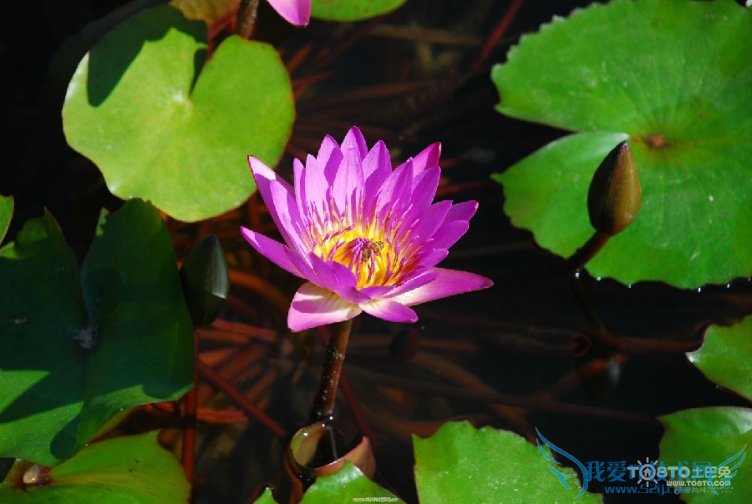 睡莲图片大全 睡莲图片欣赏及资料介绍