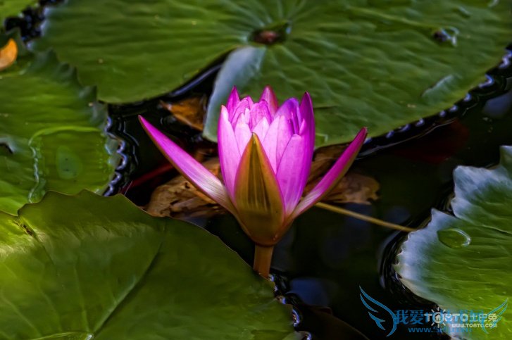 睡莲图片大全 睡莲图片欣赏及资料介绍