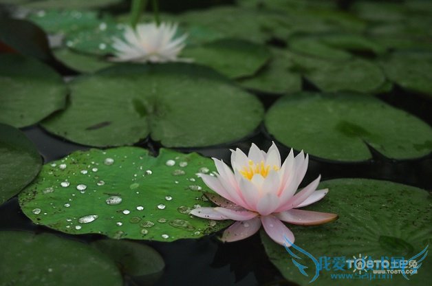 睡莲图片大全 睡莲图片欣赏及资料介绍