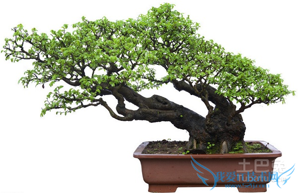 罗汉松种子 罗汉松种子