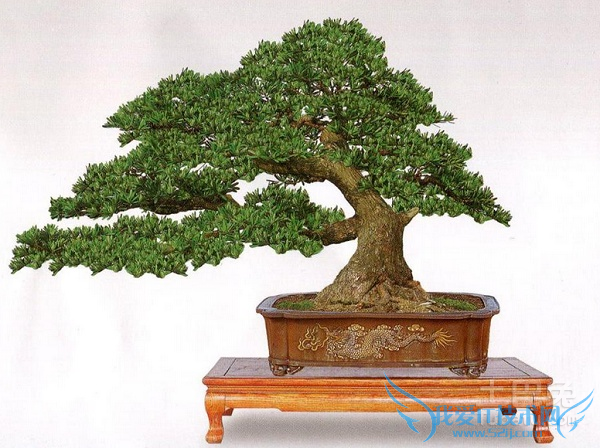 罗汉松种子 罗汉松种子