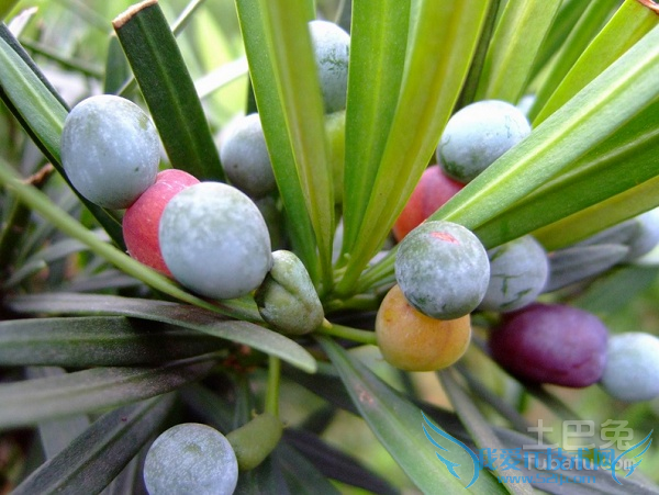 罗汉松种子 罗汉松种子