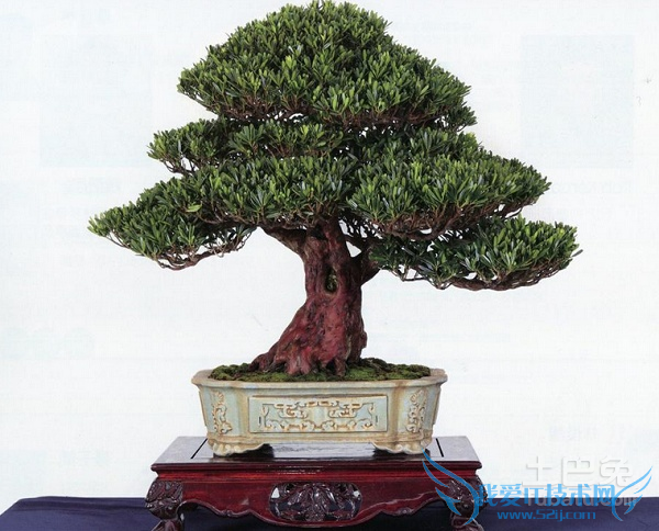 罗汉松种子 罗汉松种子