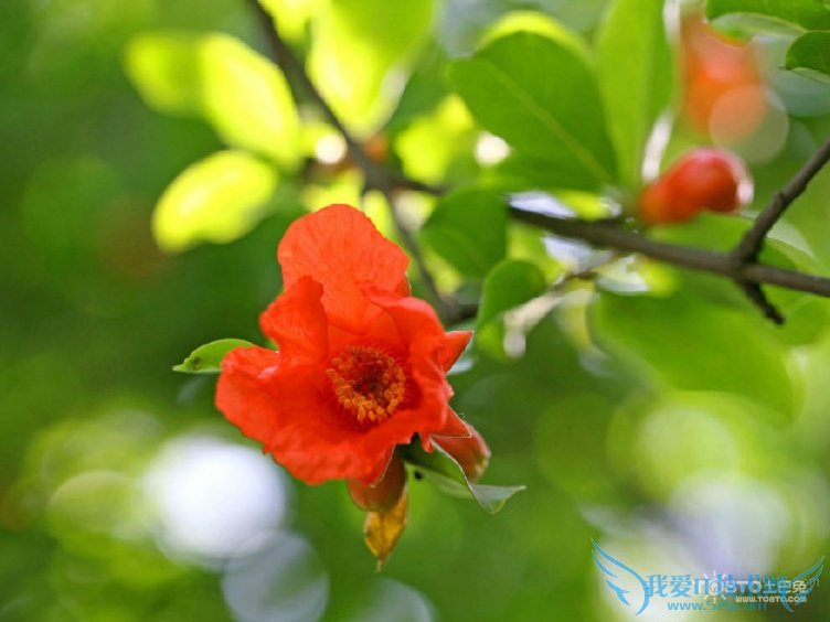 石榴的养殖方法 七大养殖技巧推荐