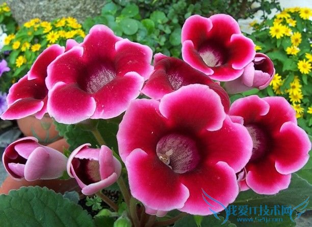 大岩桐病虫害防治 花友八年养殖经验总结