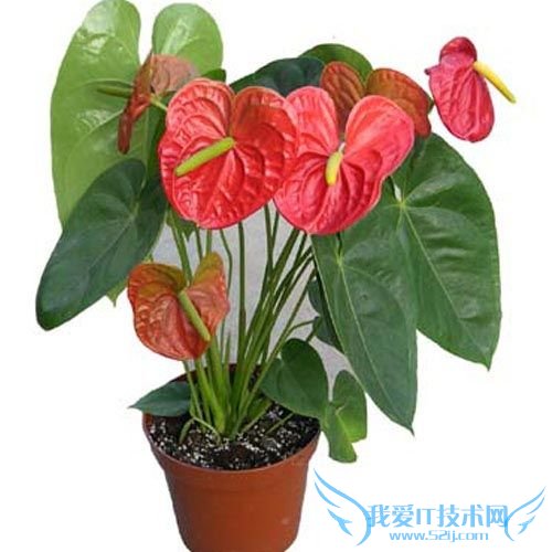 红掌的养殖方法(养植成功经验大总结)