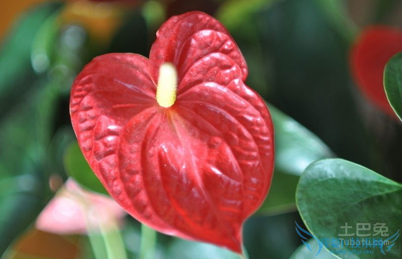 火鹤花花语 火鹤花花语