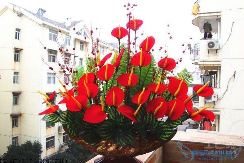 火鹤花花语 火鹤花花语