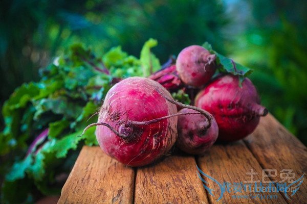 甜菜根图片 甜菜根图片