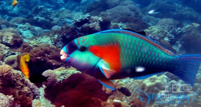鹦哥鱼的风水作用 鹦哥鱼的风水作用