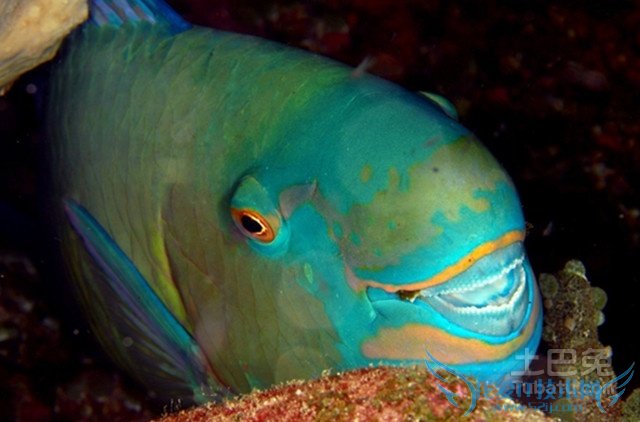 鹦哥鱼的风水作用 鹦哥鱼的风水作用