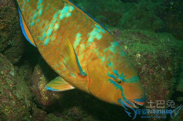 鹦哥鱼的风水作用 鹦哥鱼的风水作用