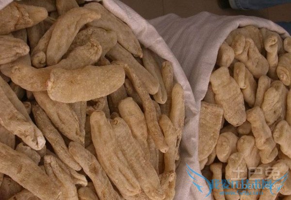 金果榄种植技术