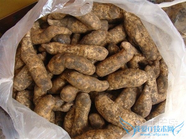 金果榄种植技术