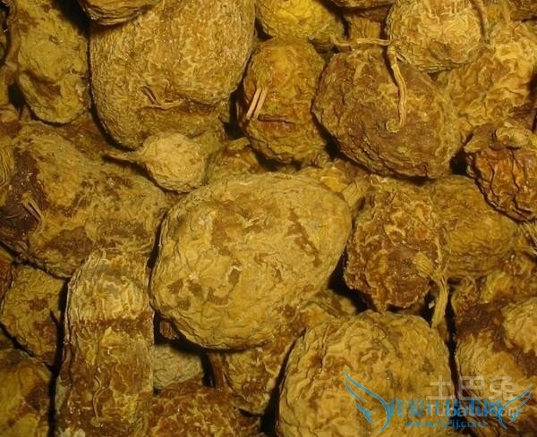 金果榄种植技术