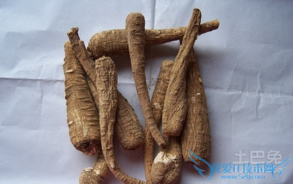 金果榄种植技术