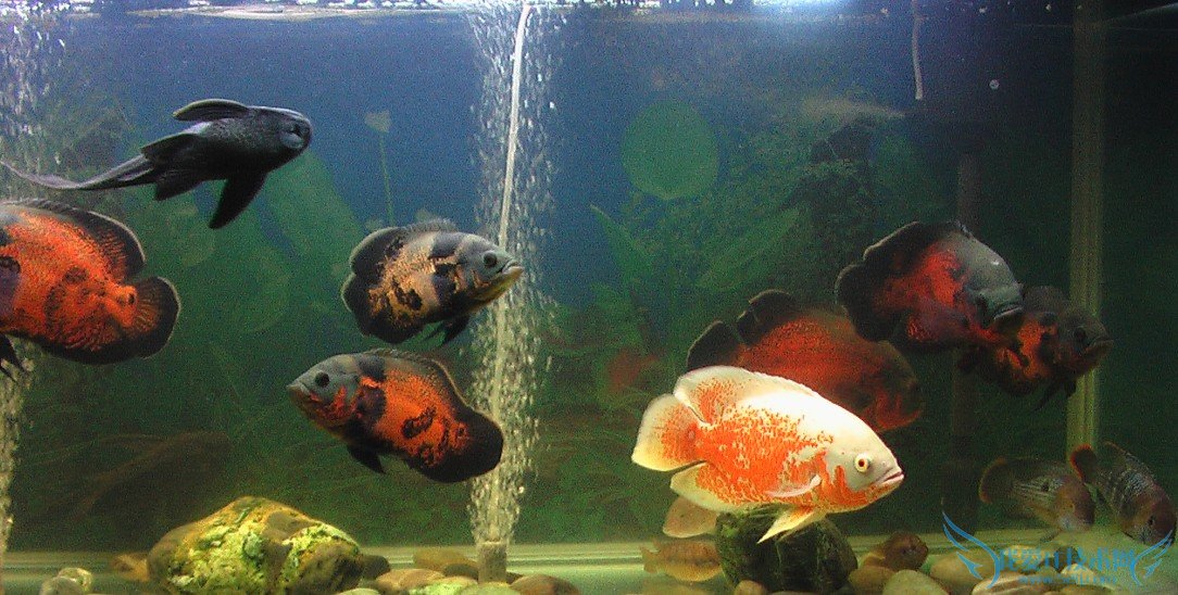 地图鱼常见病及防治方法大全 专家教你怎么处理