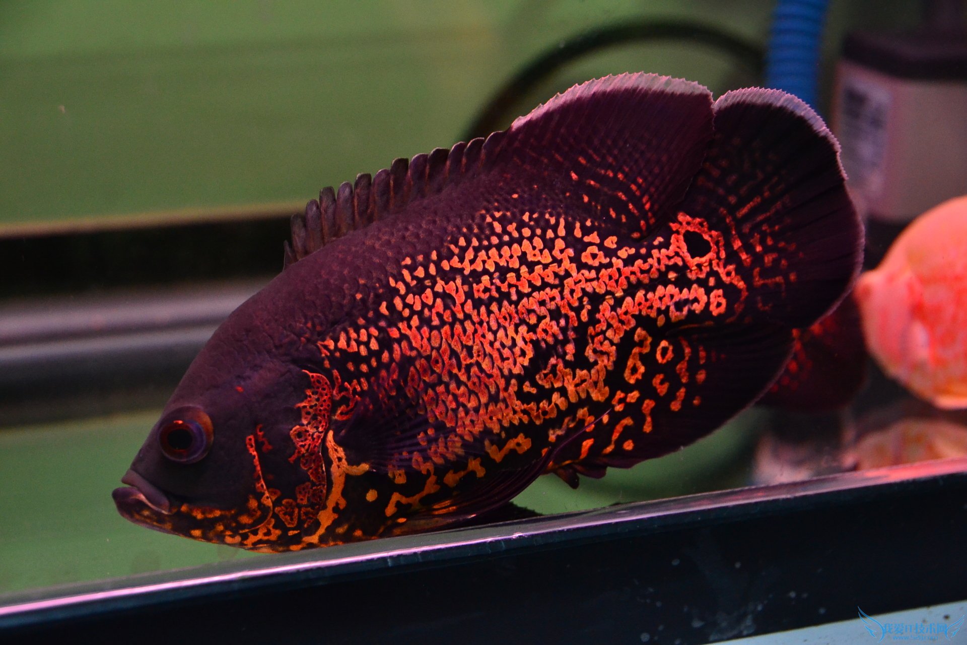 地图鱼常见病及防治方法大全 专家教你怎么处理