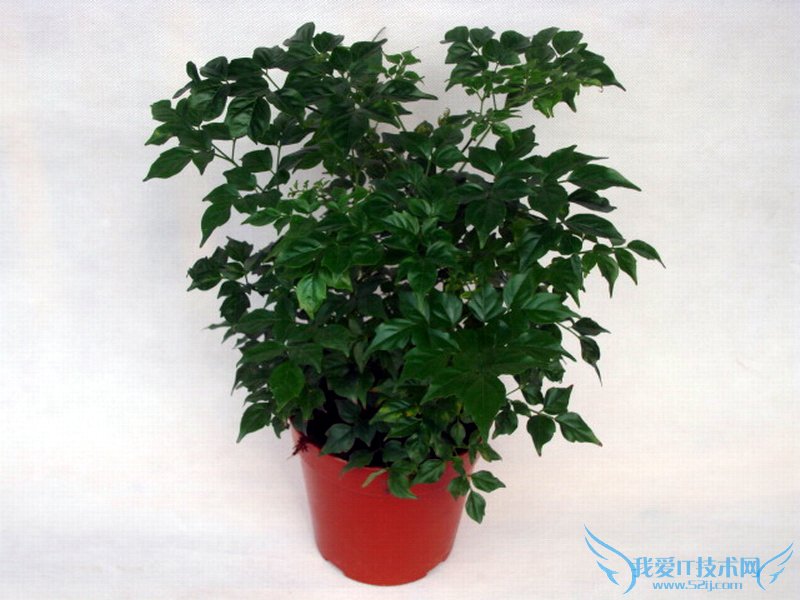 富贵树的养殖方法 教你怎么养护富贵树
