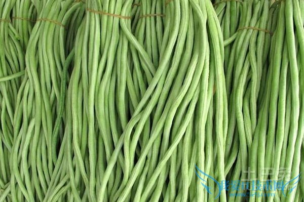 长豆角的营养价值 长豆角的营养价值