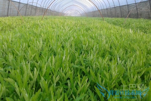 芦蒿的营养价值