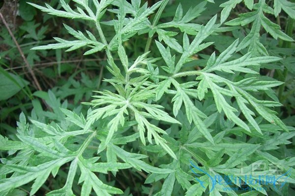 芦蒿的营养价值