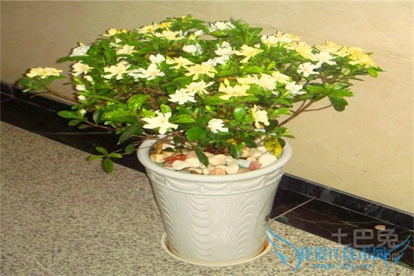 黄栀子盆景