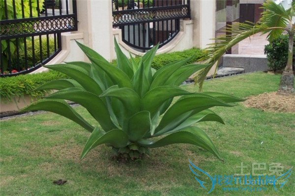 观叶植物品种 观叶植物品种