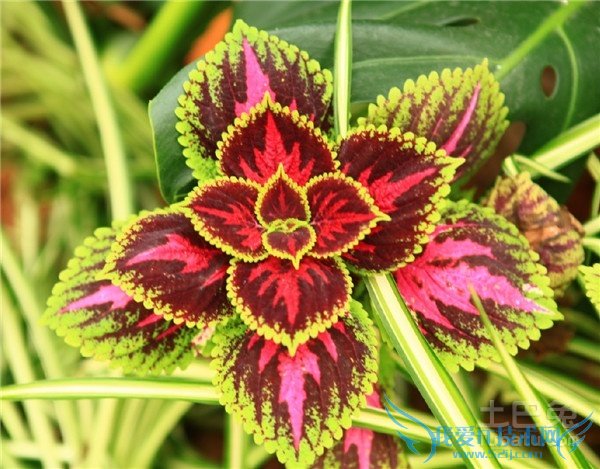 观叶植物品种 观叶植物品种