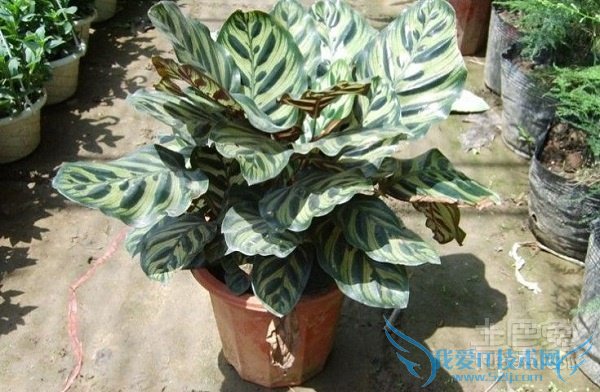 孔雀竹芋的寓意