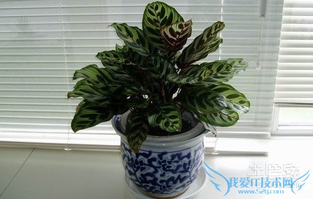 孔雀竹芋的寓意