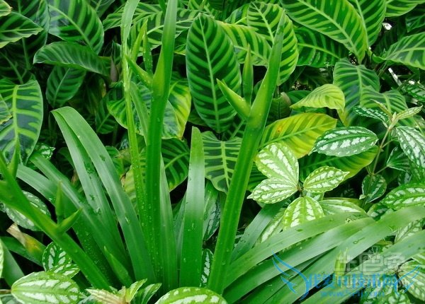 孔雀竹芋的寓意