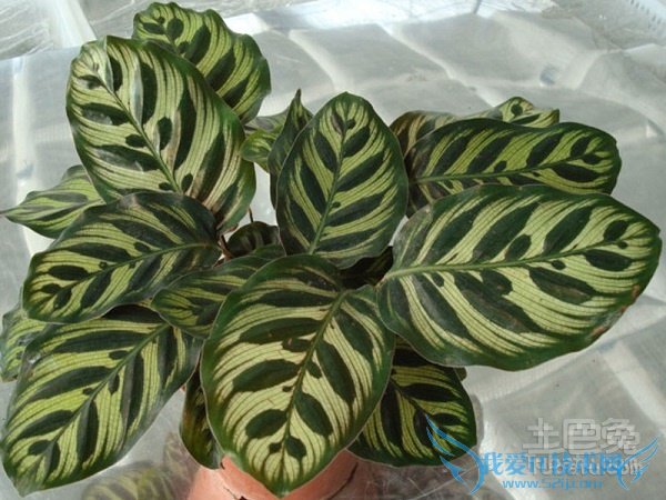 孔雀竹芋的寓意