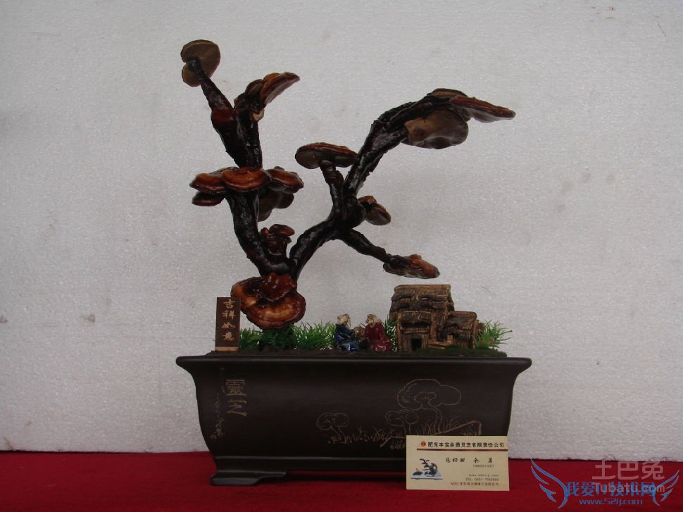 灵芝盆景价格