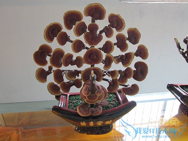 灵芝盆景价格