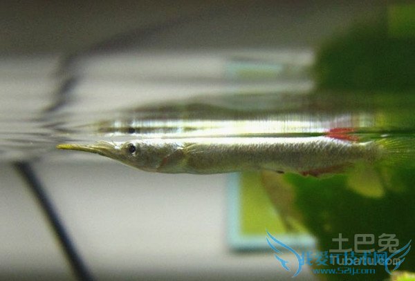 鹤嘴鱼生活习性