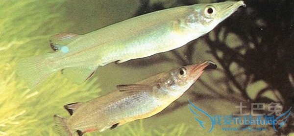 鹤嘴鱼生活习性