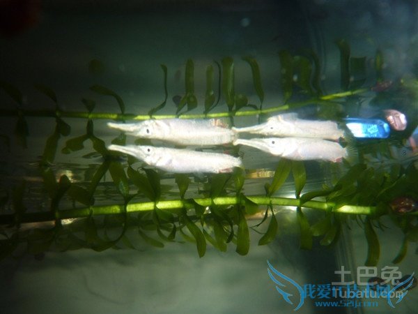 鹤嘴鱼生活习性