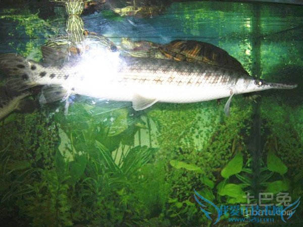 鹤嘴鱼生活习性