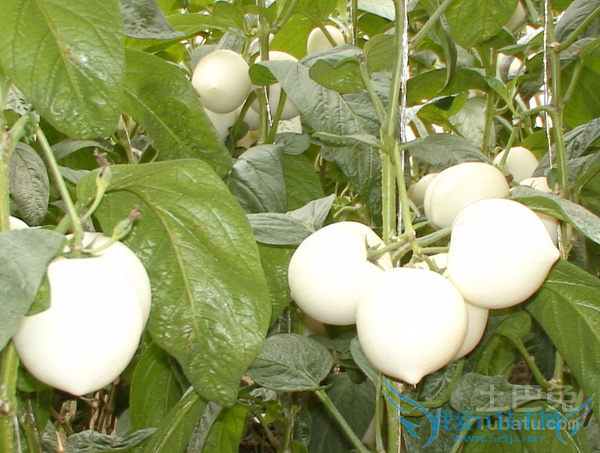 人参果价格 人参果价格