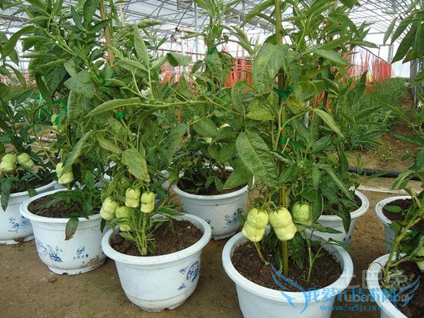 人参果价格 人参果价格