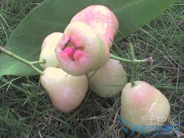 人参果价格 人参果价格