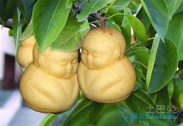 人参果价格 人参果价格