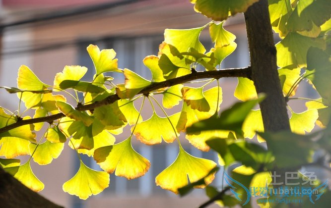 银杏叶 银杏叶