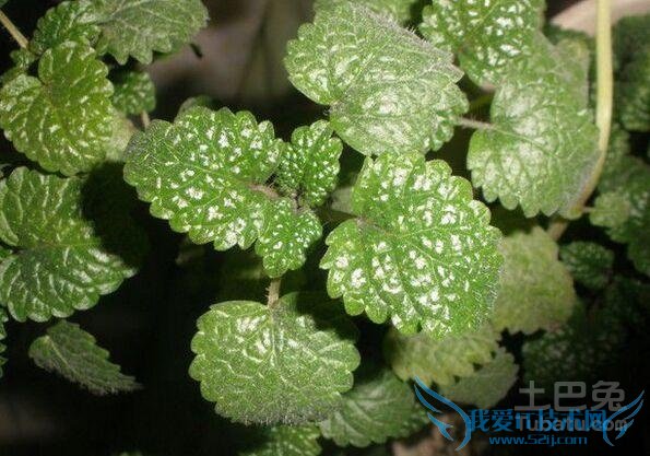 猫薄荷怎么用