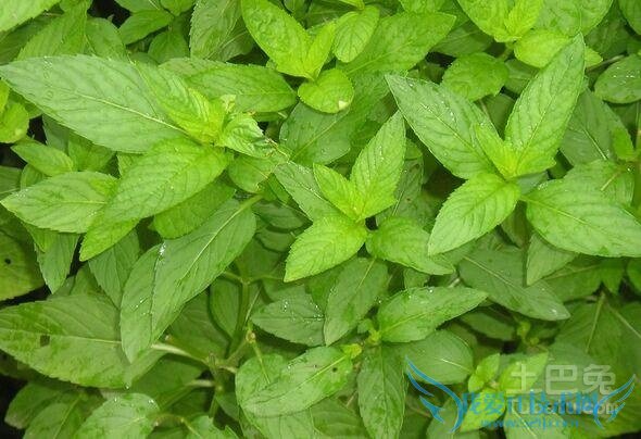 猫薄荷怎么用 猫薄荷怎么用