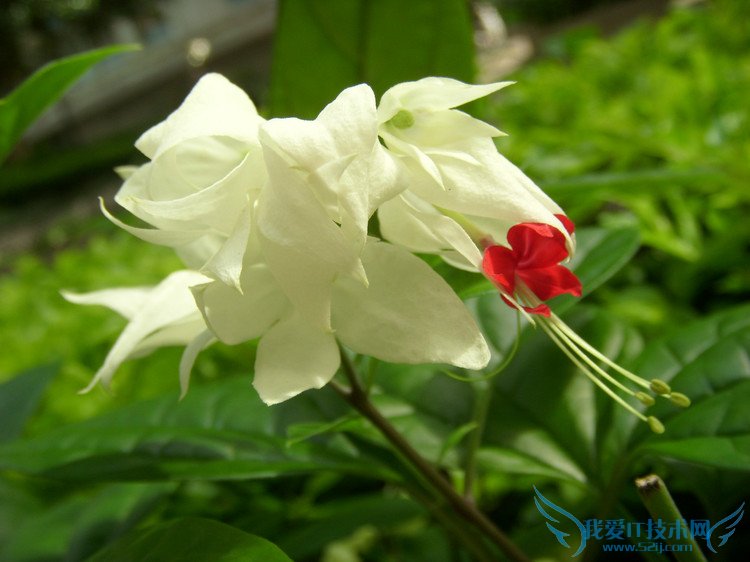 龙吐珠的养殖方法 龙吐珠养殖经验之谈